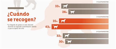 Más De 138000 Perros Y Gatos Fueron Abandonados En 2017 Miwuki