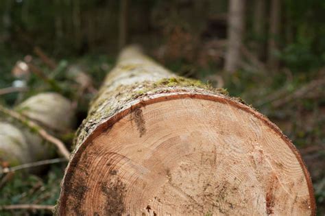 Cut Tree Trunk In The Forest In Early Spring Stock Photo Image Of