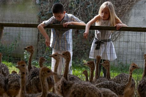 Bienvenue La Ferme D Autruches De Guidel Bretagne Autruches