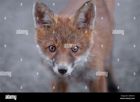 Fox Scotland Hi Res Stock Photography And Images Alamy