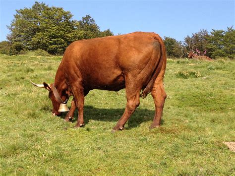 La Vache Du Cantal Salers Breeds Cattle Beef Cow