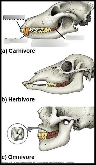 Herbivore Teeth Structure