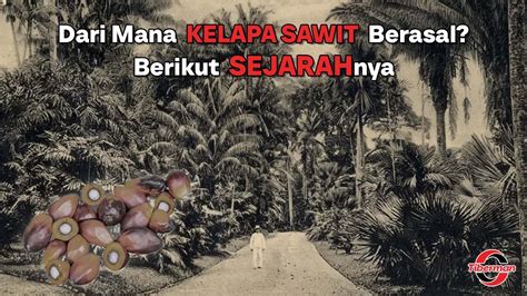 kelapa sawit berasal  sejarahnya