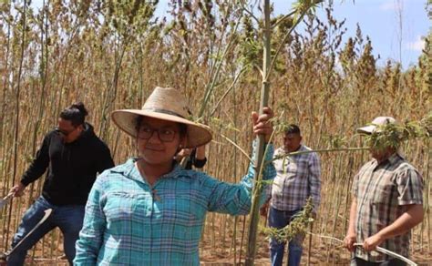 Oaxaca Marca Un Hit En M Xico Con La Primera Cosecha De Cannabis Para