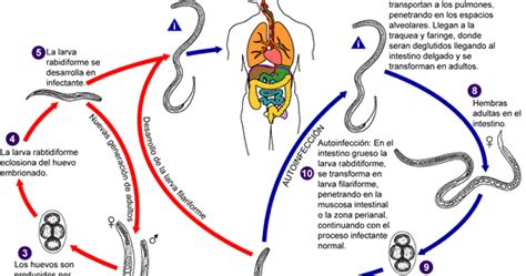 Parasitologia Maythe Moya Figueroa Strongyloides Stercoralis Ciclo De Vida