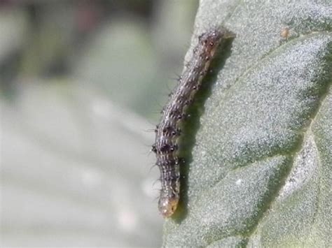 Richiesta Identificazione Larva Di Helicoverpa Armigera Natura Mediterraneo Forum