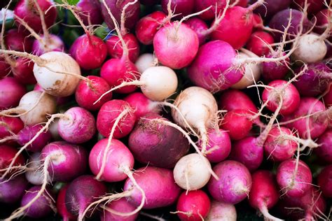 Pink Radishes Photograph by Tanya Harrison - Pixels