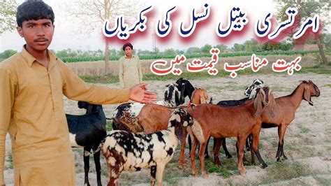 Goats Farming Dholi Bhai Ki Cheap Rate Main Bachon Wali Or Gabhan