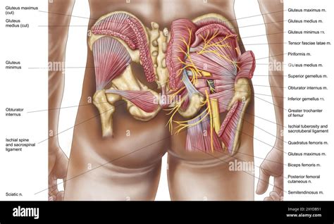 Anatomy Of Human Buttocks Hi Res Stock Photography And Images Alamy