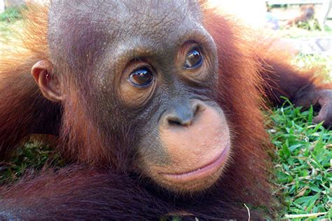 Monti's story is extraordinary... - The Orangutan Project