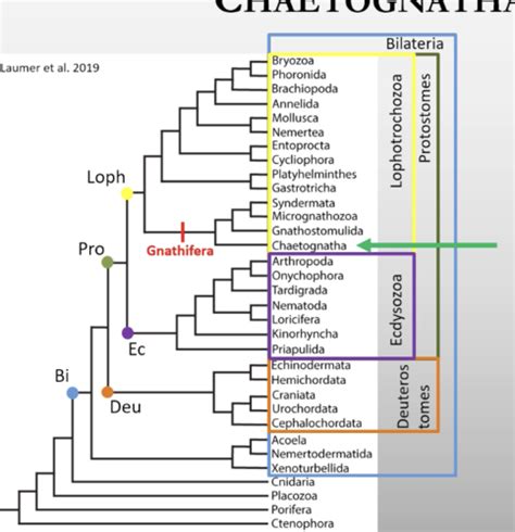 Invertebrate Biology Lecture Flashcards Quizlet