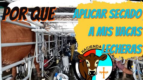 Si O Si Debes Secar Tus Vacas Lecheras Youtube