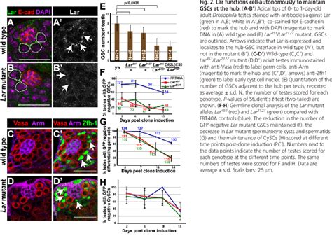 Lar Functions Cell Autonomously To Maintain GSCs At The Hub A B