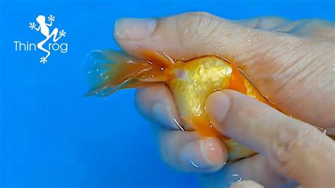 Goldfish Hand Breeding Step By Step Artofit