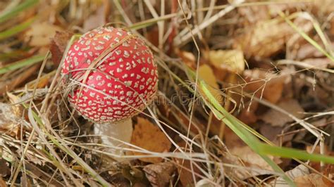 Amanita Muscaria In Autumn Red Head Of Fly Agaric Mushroom On Forest