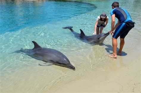 Dolphin Island Singapore | Discover the Wonders of Marine Life