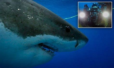 Great White Shark Breaches The Waves To Ravage Tuna Great White Shark