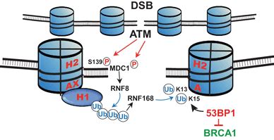 DSB Signaling And Main Repair Pathways DSB Repair Signaling Is