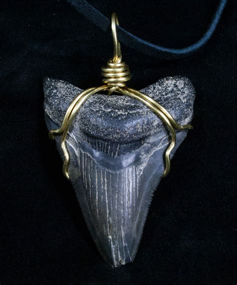 Wire Wrapped Megalodon Tooth Necklace For Sale Fossilera