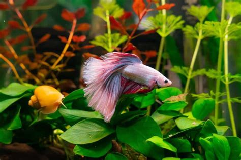 20 Best Plants For Betta Fish - FishLab.com