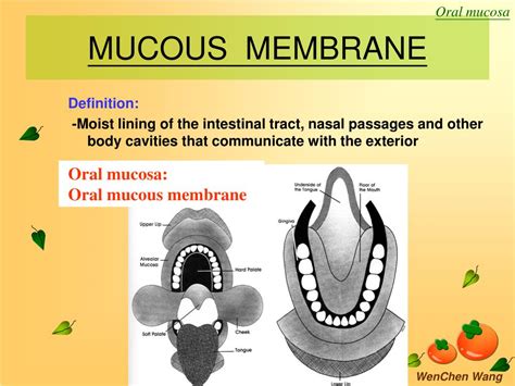 Ppt Oral Mucosa Powerpoint Presentation Free Download Id5775685