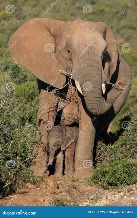 Mother Elephant And Baby Royalty Free Stock Photo - Image: 6959725