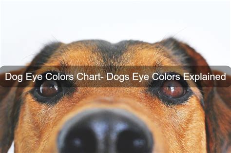 Dog Eye Colors Chart: Dogs Eye Colors Explained