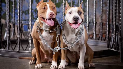 Pit Bulls S O Sempre Violentos Animais Cultura Mix