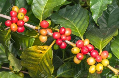 Café Maduro En Rama De árbol