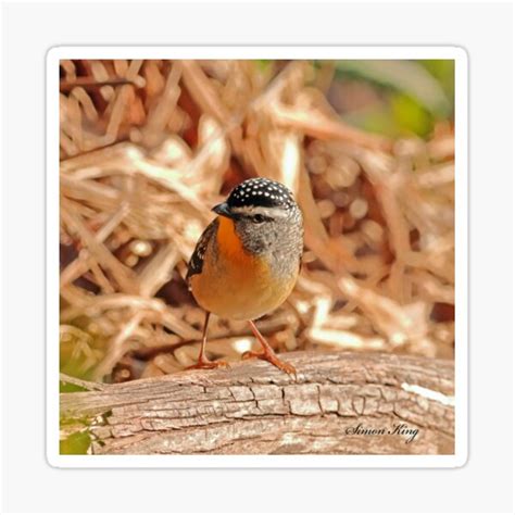 Spotted Pardalote Sticker For Sale By Hotmaleok Redbubble