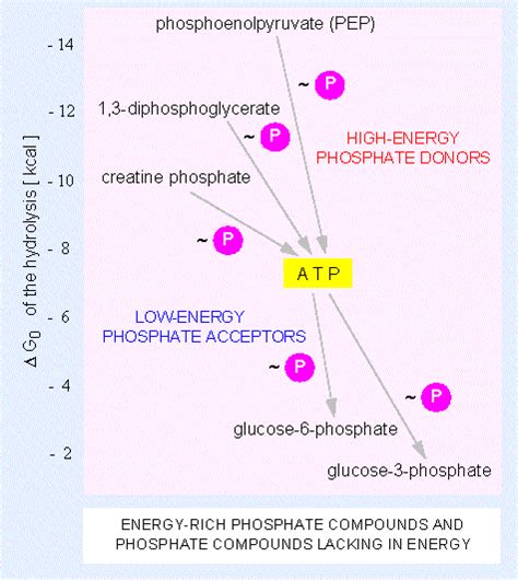 Botany Online Basic Metabolism Atp Nucleoside Triphosphates