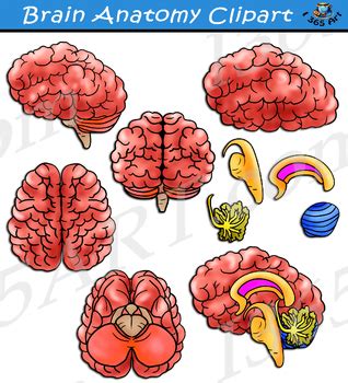 Brain Anatomy Clipart by I 365 Art - Clipart 4 School | TPT