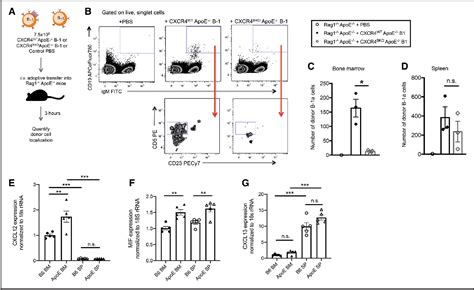 Figure From Diversification And Cxcr Dependent Establishment Of The