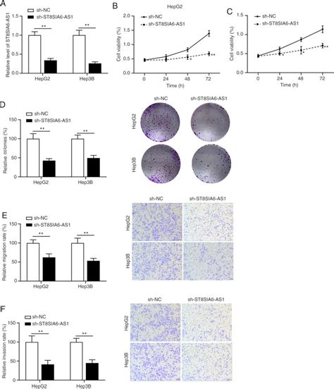 Knockdown Of St8sia6 As1 Inhibits Liver Cancer Cell Proliferation