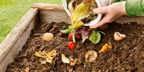 Passo A Passo Sobre Como Praticar Compostagem Dom Stica Em