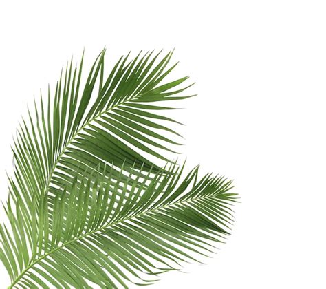 Premium Photo Concept Summer With Green Palm Leaf From Tropical Frond