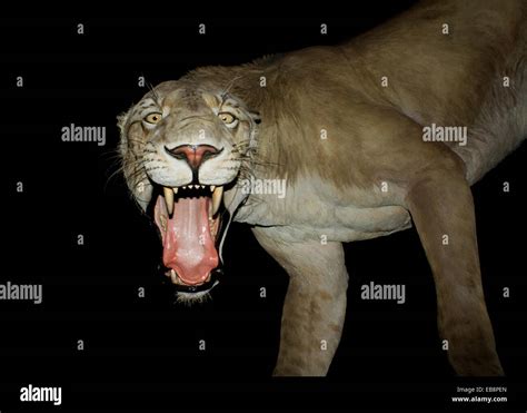 Sabretooth Tiger Fotos Und Bildmaterial In Hoher Auflösung Alamy