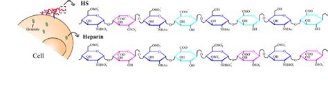 Illustration Of Heparin And Heparan Sulfate Hs Structure Download