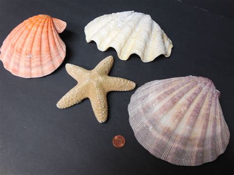 Sea Life Beautiful Selection Of Large Seashells And Starfish Shells