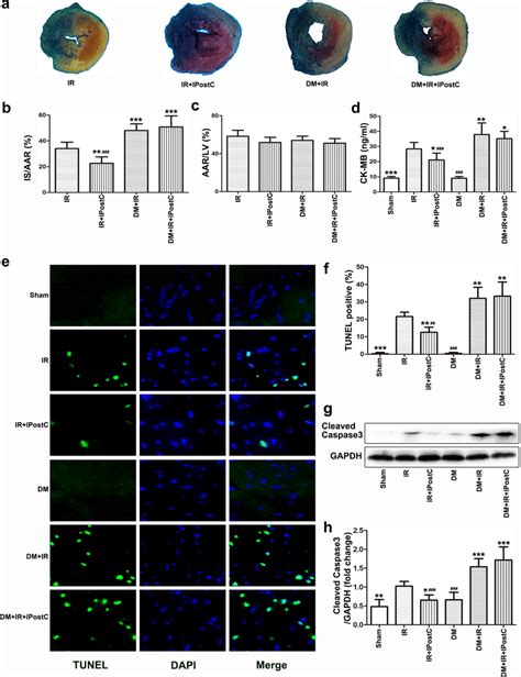 Effects Of Ipostc On Myocardial Ir Injury In Mice A Representative