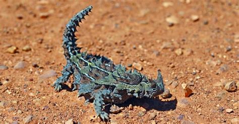 11 Incredible Lizards with Spikes - IMP WORLD