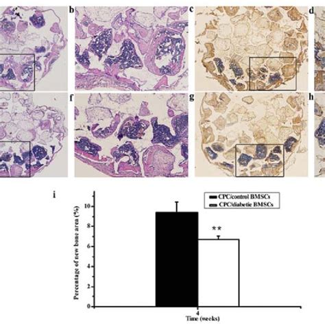 Alp Activity And Calcium Deposit Assays A Alp Staining And B Alp Download Scientific