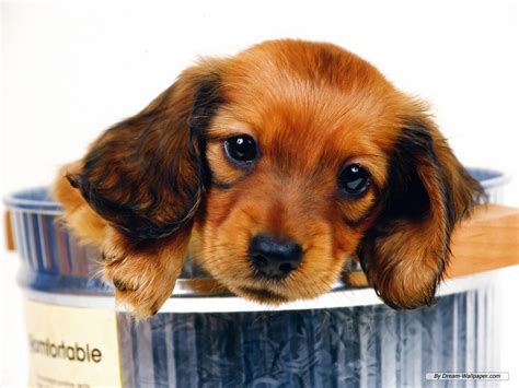 Mini Dachshund Wallpaper Dogs Wallpaper 7014528 Fanpop