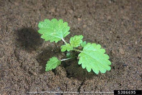 stinging nettle, Urtica dioica ssp. holosericea (Urticales: Urticaceae) - 5386695