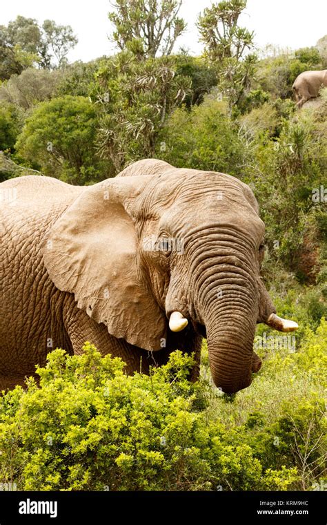 Trunk Curled Banque De Photographies Et Dimages Haute R Solution Alamy