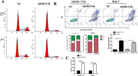 Ercc6l Silencing Induces Cell Cycle Arrest And Apoptosis In Hcc Cells