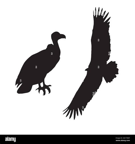 Vector Illustration of Vulture Silhouette Stock Vector Image & Art - Alamy