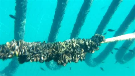 I Vivai Di Muscoli Mitili O Cozze A Porto Venere Di La Spezia E La