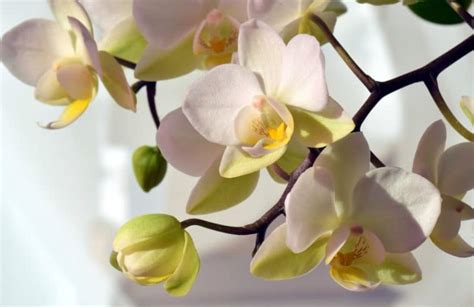 Orchidée phalaenopsis conseils entretien rempotage et floraison