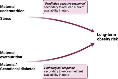 Frontiers The Metabolic Conditioning Of Obesity A Review Of The